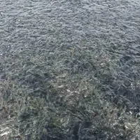 فروش بچه ماهی