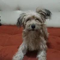 واگذار کردن توله سگ تریلر|سگ|صباشهر, |دیوار