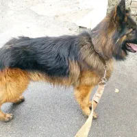 سگ ژرمن شپرتس نر