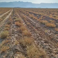 زمین کشاورزی بهترین راه برای سرمایه گذاری|فروش دفتر صنعتی، کشاورزی، تجاری|شیراز, وزیرآباد|دیوار