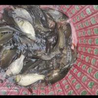 آمور سنگین اصلاح نژاد