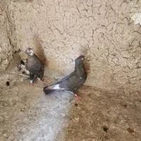 کفتر ماده بهبهونی|پرنده|ارسنجان, |دیوار