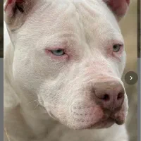 پیتبول،پیت بول ماده سفید خالص