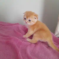 واگذاری اسکاتیش