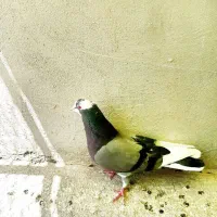 کفتر