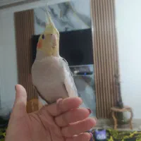 عروس هلندی دوماهه