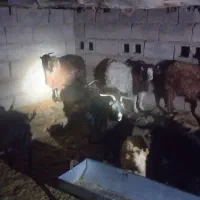 بز چاق|حیوانات مزرعه|راور, |دیوار