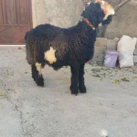 بره تخمی رگ دار|حیوانات مزرعه|کوهرنگ, |دیوار