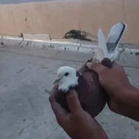 کبوتر پرشی و نقش