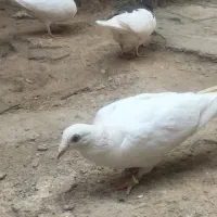 کفتر