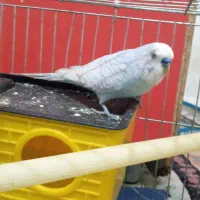 مرغ عشق|پرنده|بیجار, |دیوار