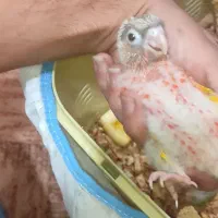 گرینچیک سرلاکی ونرمه خور سرخی بی حد