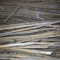 نی یا قارقی خشک و کلفت سالم بسته بندی