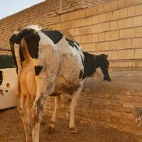 تلیسه شکم اول ۲۰کیلو شیر