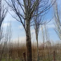 خرید انواع درخت وچوب