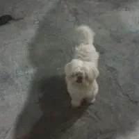 سگ شیتزو فلت حرف گوش کن|سگ|گرگان, |دیوار