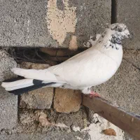 کفتر|پرنده|نورآباد, |دیوار