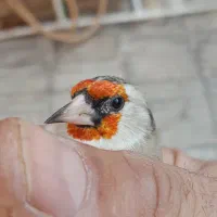 سهره دورگ آس|پرنده|پاکدشت, پاکدشت (مامازند)|دیوار