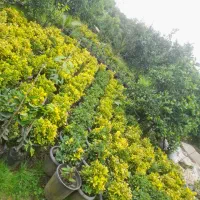 فروش فوری شمشادطلایی|گل و گیاه طبیعی|نشتارود, |دیوار