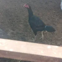 جوجه خروس سیاه|حیوانات مزرعه|پائین جام, |دیوار