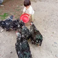 تخم برهما بلک متلد