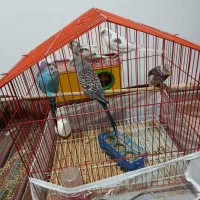 مرغ عشق فروشی