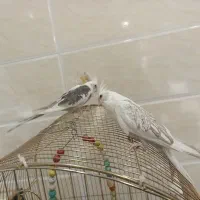 عروس هلندی  دستی اهی وسخنگو چهار عدد هرستا اهلی ه|پرنده|بوکان, |دیوار