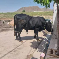 ذبح سلاخ سلاخی گاو گوسفند گوساله قصاب قصابی|خدمات پذیرایی، مراسم|زنجان, |دیوار