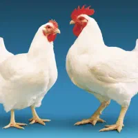 کارگر خانم مرغداری