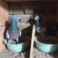 ۱ جفت آلمانی و چند تا رنگی|پرنده|گنبد کاووس, |دیوار