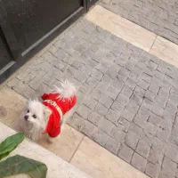 پامرین عروسکی ناز|سگ|تهران, سعادتآباد|دیوار