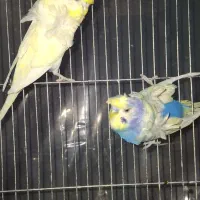 مرغ عشق پروانه ای گرید بالا رنگ خاص