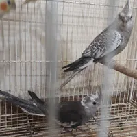 طوطی عروس هلندی|پرنده|قائم‌شهر, |دیوار