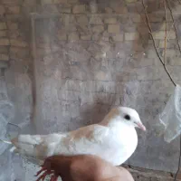 کبوتر و فنچ|پرنده|بافق, |دیوار