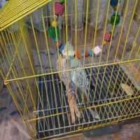 عروس هلندی ماده
