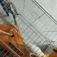 عروس هلندی نر و ماده