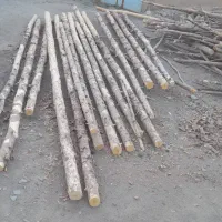 چوب تالار زرشک