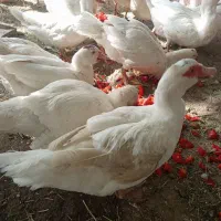 اردک مسکویی