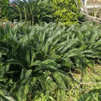 فروش سیکاس|گل و گیاه طبیعی|چالوس, |دیوار