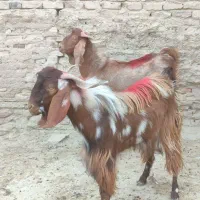 دوعددبزغاله نر چاق