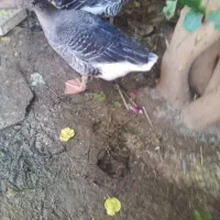 غاز اعبوده|حیوانات مزرعه|حمیدیه, |دیوار