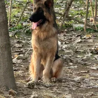 دو قلاده ژرمن شپرد برای فروش با قیمت منصفانه|سگ|رشت, حومه رشت|دیوار