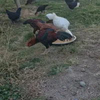 خروس لاری جوان شیش ماهه