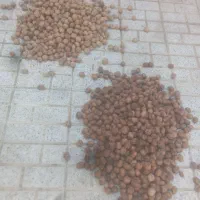 گردو نیشابور