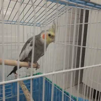 طوطی|پرنده|لشت نشا, |دیوار