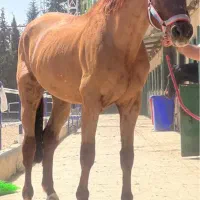 فروش اسب وارداتی پرشی