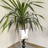 گل طبیعی|گل و گیاه طبیعی|کوزران, |دیوار