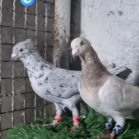 نروماده سار کاکلی