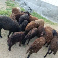 11 راس بره نر و ماده قزل افشار اصلی برای داشتی