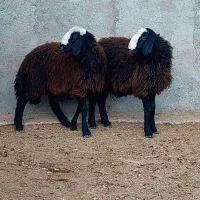 گوسفند ناب و اصیل و دوقلوزا شالی میش بره قوچ|حیوانات مزرعه|شال, |دیوار